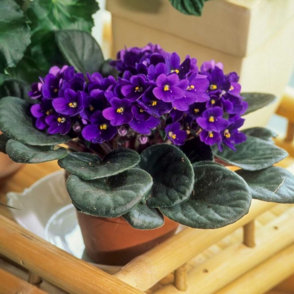 ТОП-5 самых милых миниатюрных растений для любого интерьера