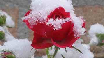 Каждый захочет красивую розу, красивую ночь, хорошего друга. Важно, уметь любить розу вместе с…