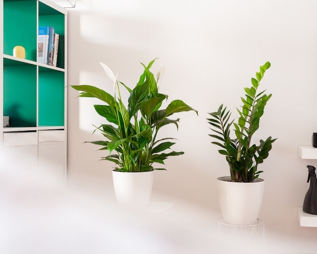 Эти растения идеально очищают воздух в комнате