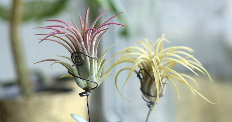 ТОП-5 самых милых миниатюрных растений для любого интерьера